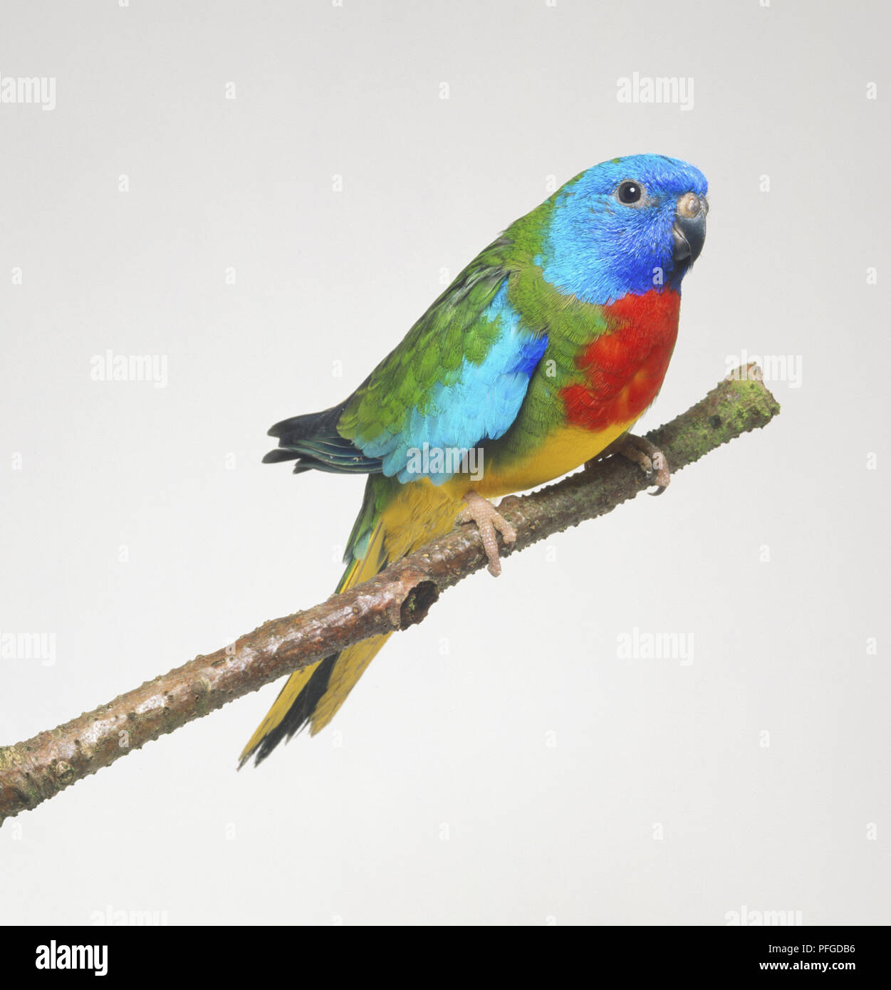 Scarlet-chested Papagei (Neophema splendida) auf Zweig hocken, Seitenansicht Stockfoto