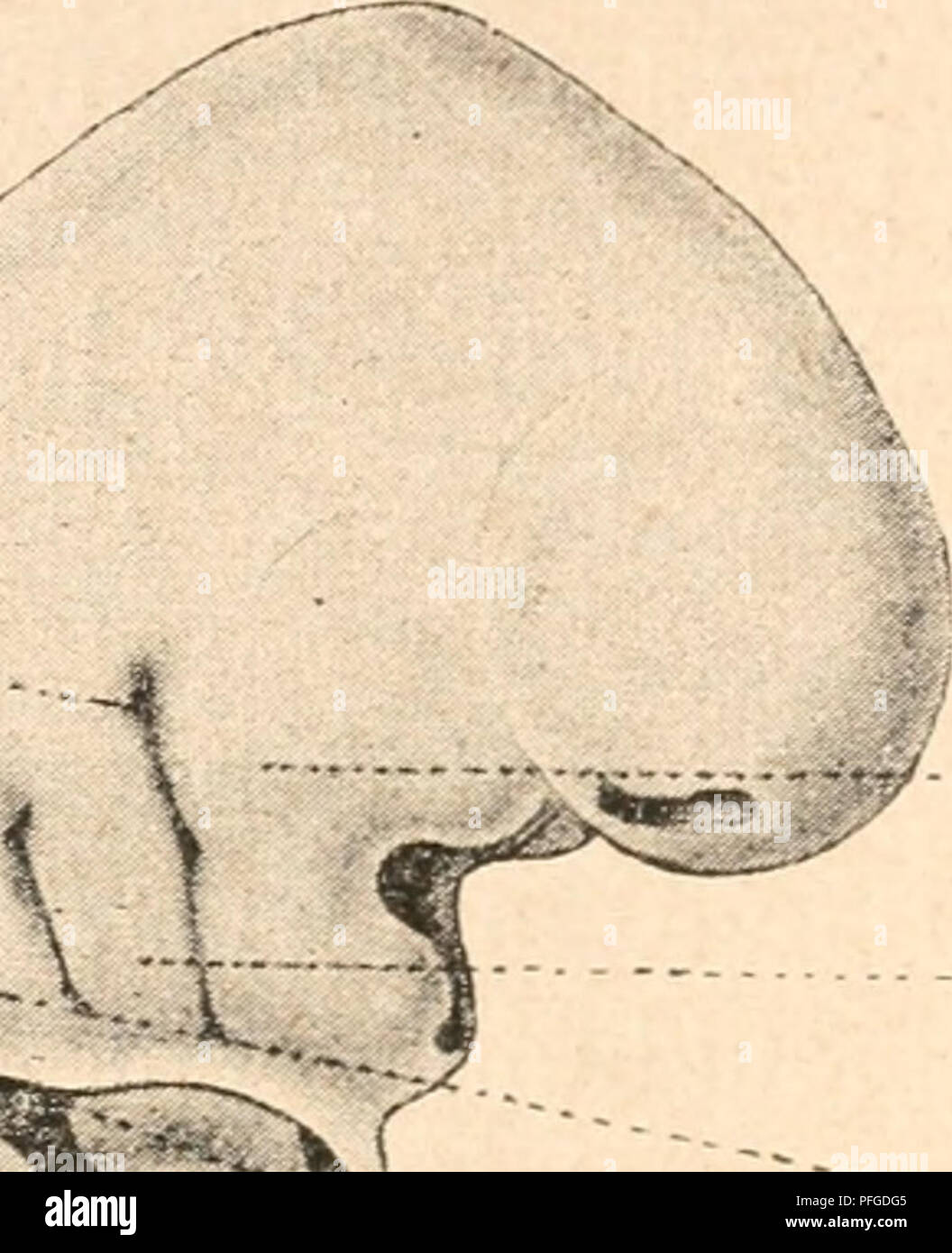 . Das werdener der Organismen zur widerlegung von Darwins zufallstheorie durch das Gesetz in der Entwicklung. Evolution; Leben. Ich 84 P'Ã¼nftes Kapitel.bei ganz jungen Embryonen der SÃ¤Ugetiere etc. vorÃ¼bergehend beobachten lÃ ¤ Ãt und SPÖ¤ter durch vollkommenere zur StÃ¼tze des KÃ¶rpers besser geeignete Einrichtungen zum Teil verdrÃ¤ngt wird, findet sich beim Amphioxus und den cyclostomen als dauerserien Skelett und ist dann dementsprechend auch grÃ¶ Ãer und krÃ¤ftiger? Abb. - 21. U^O/Fie 20. H -/.. // Ich:.: v -^-: t^4'. ^. Bitte beachten Sie, dass diese Bilder aus gescannten Seite Bilder extrahiert werden Stockfoto