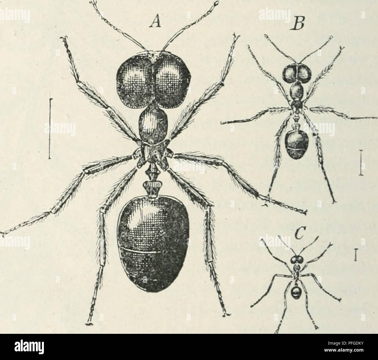 . Das WERDENER der Organismen; zur Widerlegung von Darwins Zufallstheorie durch das Gesetz in der Entwicklung von Oscar Hertwig. Evolution; Leben (Biologie). 458 Elftes Kapitel. Individuen morphologisch ganz voneinander getrennt und nur durch / Beziehungen verbunden sind, und sie Ik in ihrer Ge- stalt und Arbeitsweise fast ebenso große Unterschiede, wie in manchen Siphonophorenstöcken dar. Im Bienenstaat finden sich außer der Königin und den Drohnen, welche allein sich fortpflanzen und zur Er- haltung der Kunst dienen, noch sterben etwas abweichend gebauten, mit-sonderen werden Instinkten b Stockfoto