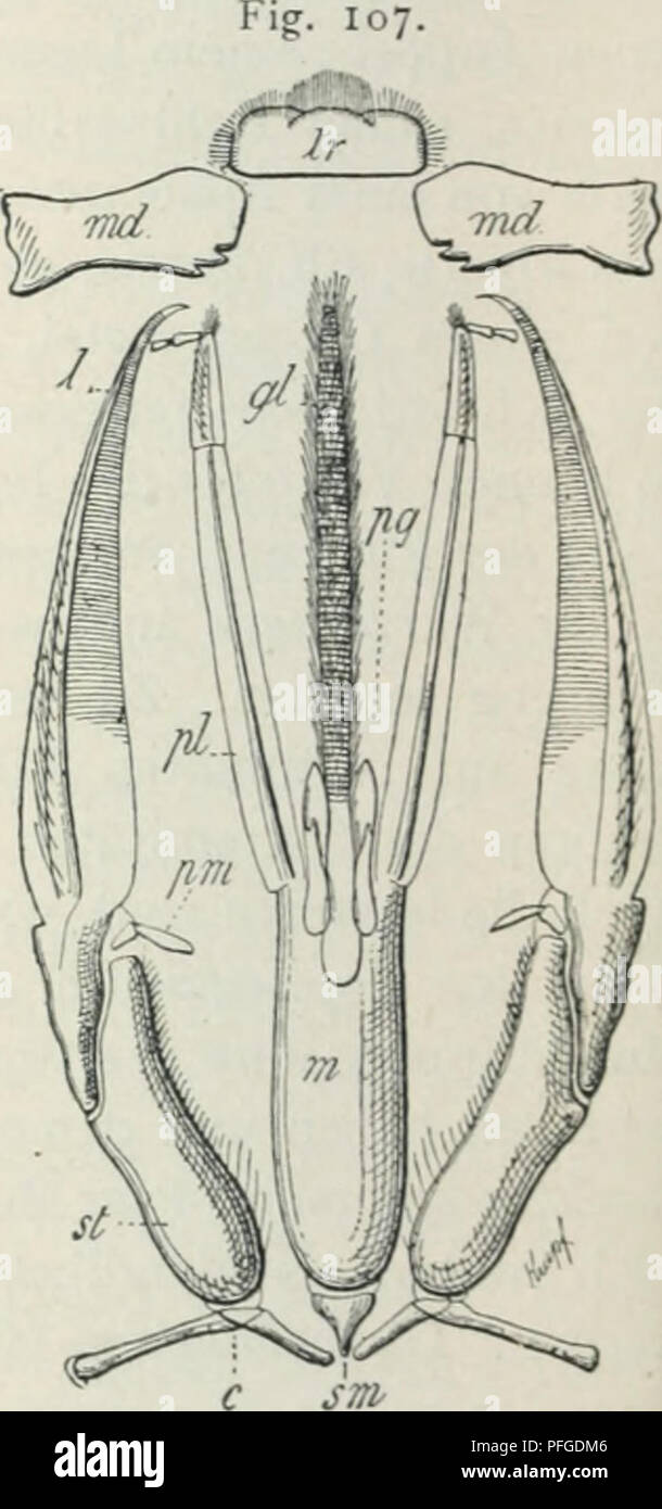 . Das WERDENER der Organismen; zur Widerlegung von Darwins Zufallstheorie durch das Gesetz in der Entwicklung von Oscar Hertwig. Evolution; Leben (Biologie). Abb. 106. Beißende (kauende) Mundgliedmaßen der Schabe (periplaneta Orientalis). / R. Hkktwu;. Abb. 107. Leckende Mundgliedmaßen der Hummel (Bombus terrestris). / R. IlERTWiG. Für die Figuren 106 und 107 gelten folgende Bezeichnungen:/Laden/r Ober-Lippe, md Mandibeln, c Cardo, si Slipes,/e und h' Lobus extemus und Internus, J&gt; m (p) Palpus der Maxille (Mx), sm Subnientum. m Mentum, gl Glossen, pg Paraglossen, pl Palpus labialis Stockfoto