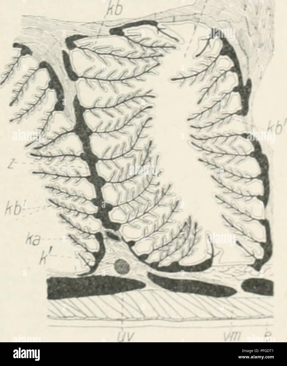 . Das WERDENER der Organismen; zur Widerlegung von Darwins Zufallstheorie durch das Gesetz in der Entwicklung von Oscar Hertwig. Evolution; Leben (Biologie). Anpassungen der Organismen ein Sterben leblose Natur. 389 wechselt auch sterben Zalil und die spezielle Struktur of this Atniungs" gefunden worden." Bei den Wirbeltieren kiemenatmenden haben sich die Kiemen - Blättchen in großer Anzahl, angeordnet wie die Blätter eines Buches (Abb. Tj kh), an den Wänden der Schlundtaschen und-Spalten entwickelt. Sie befinden sich in einer günstigen Lage, Funktion, insofern für ine genügende Erneuerung des Atemwassers b Stockfoto