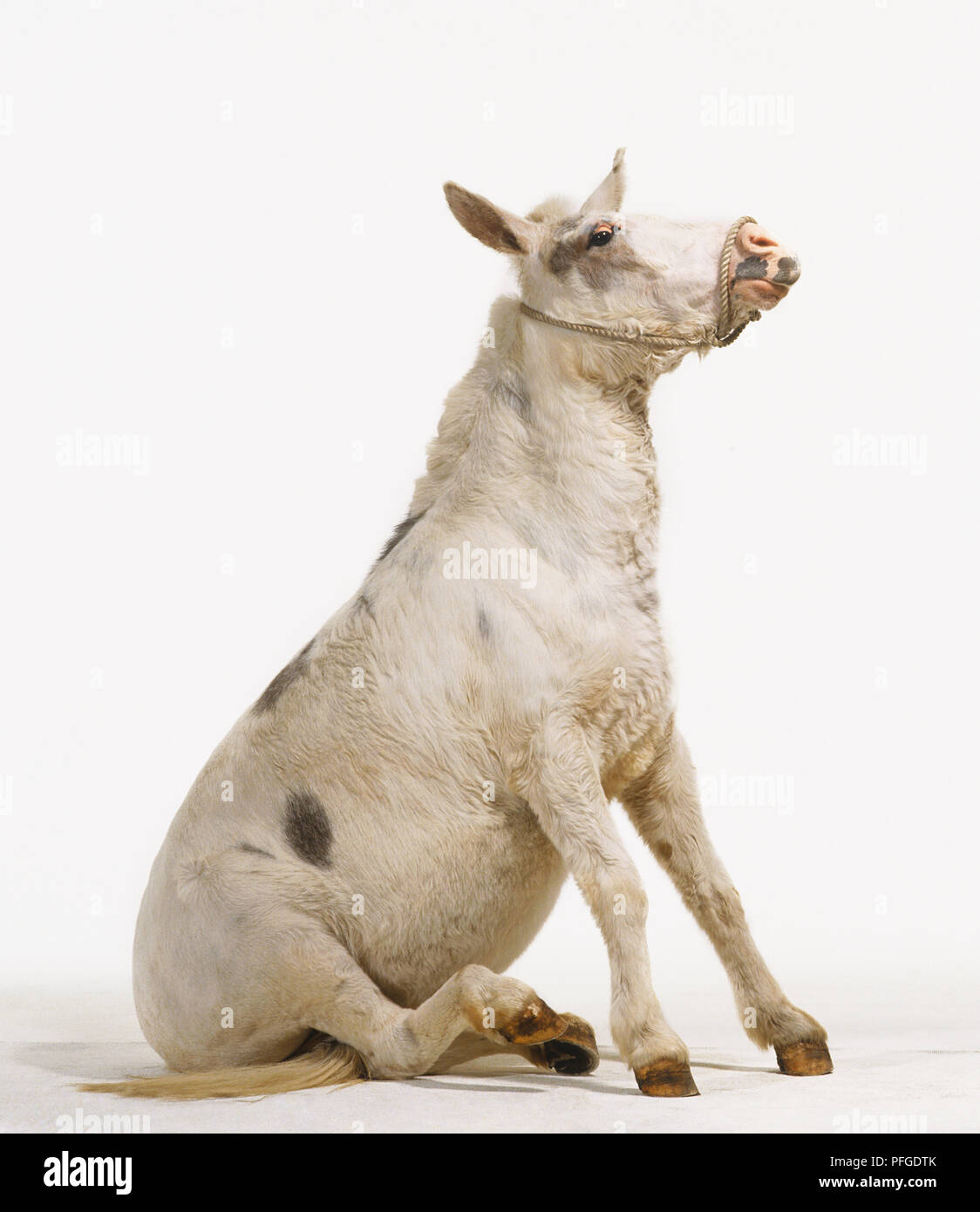 Maulesel (Equus caballus x Equus asinus), sitzen auf dem Boden und Widerstand ziehen von Seil, Seitenansicht. Stockfoto