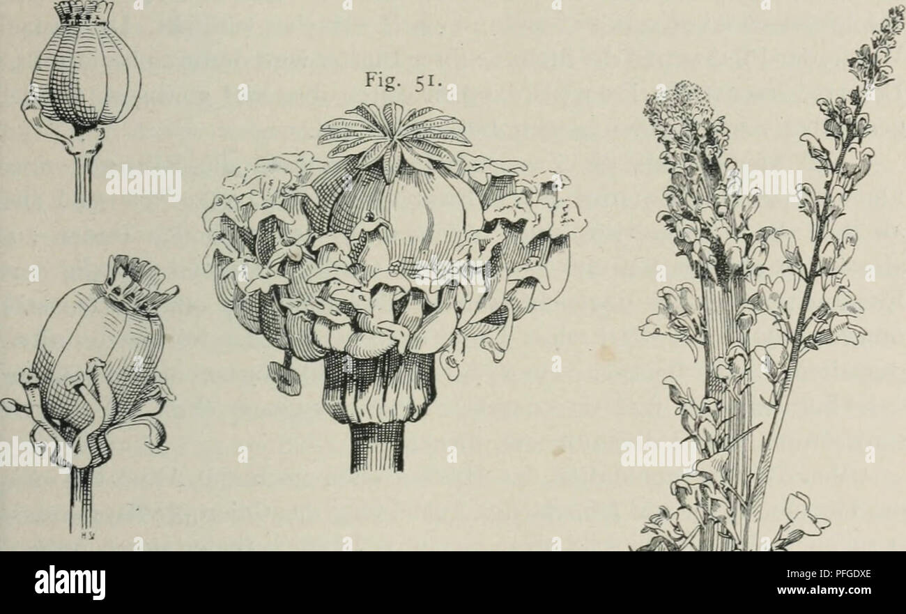 . Das WERDENER der Organismen; zur Widerlegung von Darwins Zufallstheorie durch das Gesetz in der Entwicklung von Oscar Hertwig. Evolution; Leben (Biologie). Die Variabilität der Organismen. 329 (Papaver somniferum) vor (Abb. 51 und 52). Hier ist auch ihre Entstehung einem eingehenden Studium von de Vries unterworfen worden. Im um-Kreis des normalen Fruchtknotens Werdener sterben Staubgefäße der innersten Reihe in geringerer oder größerer Zahl in kleine Nebenpistille umgewandelt. "Die Veränderung betrifft", wie de Vries mitteilt,,, sowohl den Staub-Faden, wie den Staubbeutel, von denen der erste Stockfoto