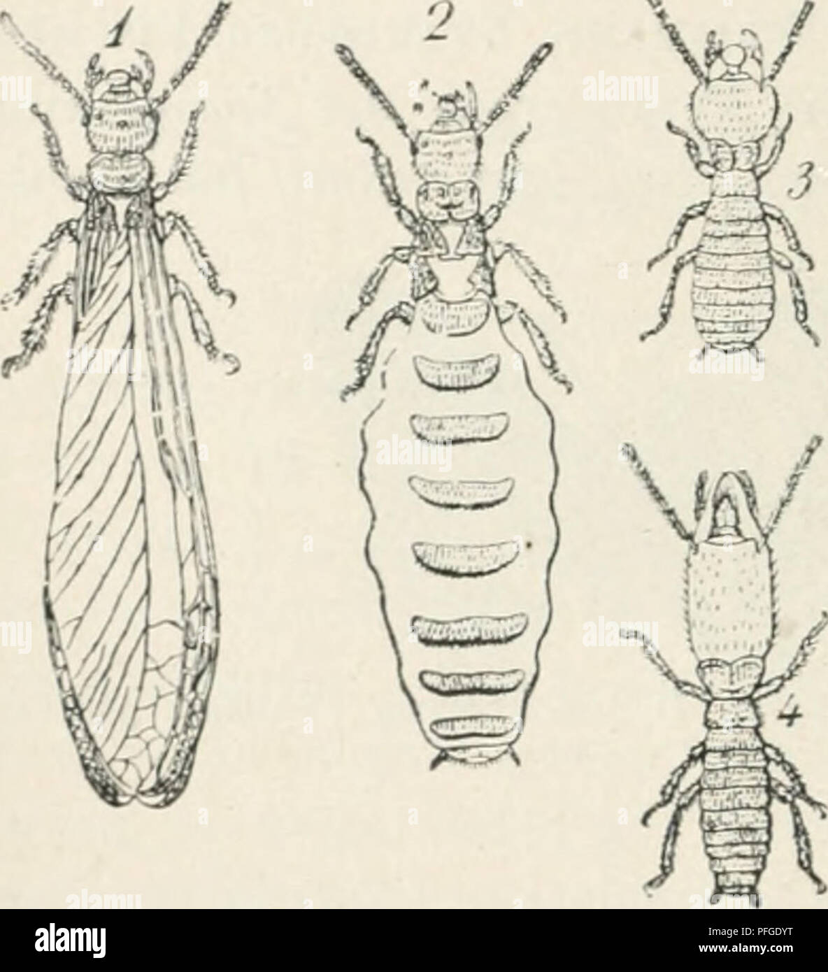 . Das WERDENER der Organismen; zur Widerlegung von Darwins Zufallstheorie durch das Gesetz in der Entwicklung von Oscar Hertwig. Evolution; Leben (Biologie). 300 Achtes Kapitel. Eintritt btstimmter äußerer Faktoren ab, nämlich oft, in welche Zellen des Bienenkorbs sterben Eier abgelegt und in welcherWeise sie ernährt werden. In besonders große Zellen (Weisehviegen) Referenzen und mit reichlich Königinnen - Futter ernährt, Werdener sterben Eier zu Königinnen, dagegen zu Arbeiterinnen bei knapper Kost im engeren Zellen. Eine nachträgliche Umwandlung von Arbeiterlarven in Königinnen ist sogar möglich, ihn Stockfoto