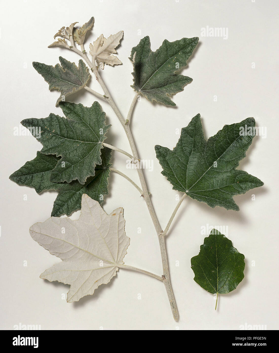 , Salicaceae Populus alba, weiße Pappeln, grau Zweig Tipp, starke Triebe tragen grüne Ahorn - wie Blätter mit weißer Unterseite und Weiße, behaarte Junge Blätter. Stockfoto