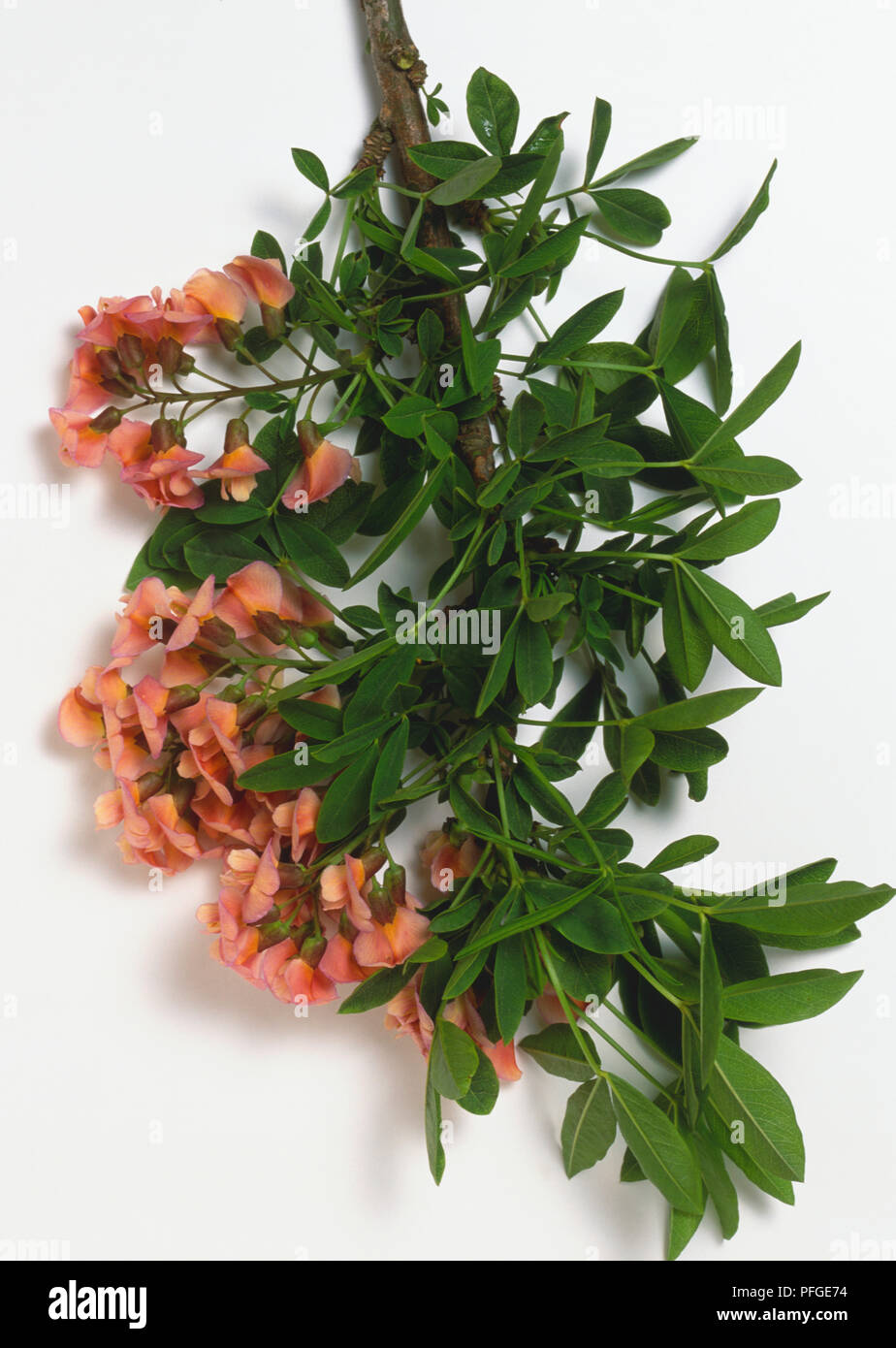 Leguminosen, +Laburnocytisus adamii, dunkelgrau Zweig Tipp mit Zwischen dunkelgrüne Blätter mit graue Unterseite, Mittelstufe Erbse - wie Blumen kurz getragen, hängende Blütentrauben. Stockfoto