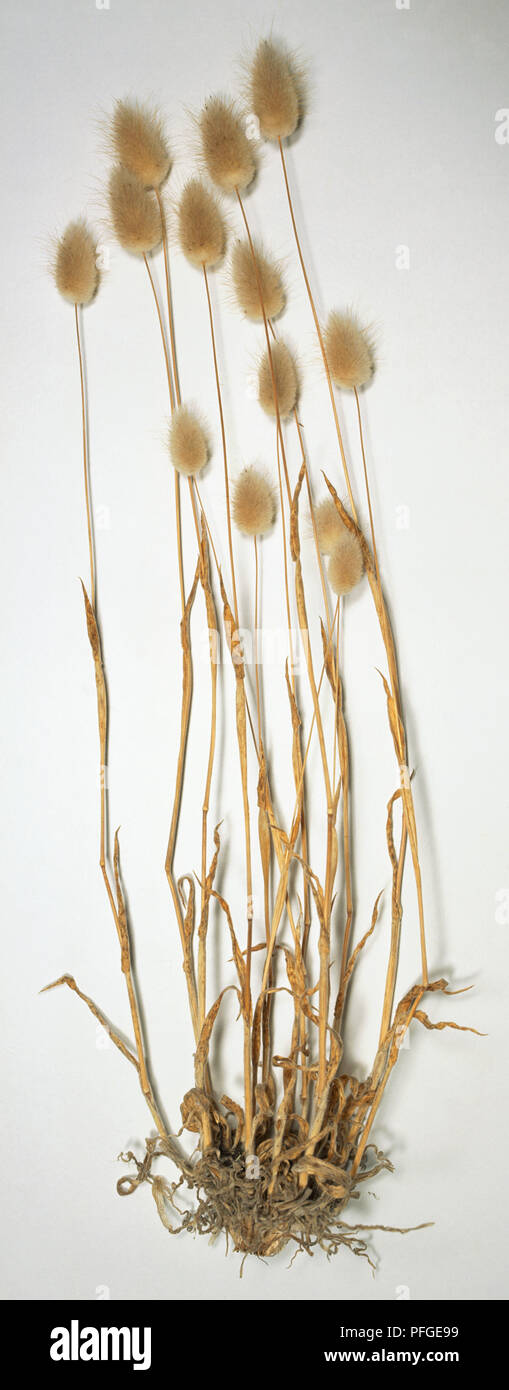Lagurus ovatus, Hare tail Gras mit Ei geformte Blütenköpfe Fell - wie Gelb. Stockfoto