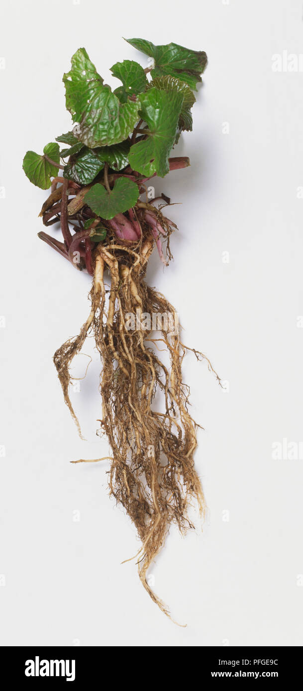 Wasabi Anlage, einschließlich Rhizom, Wurzeln, Blätter und Stiele. Stockfoto