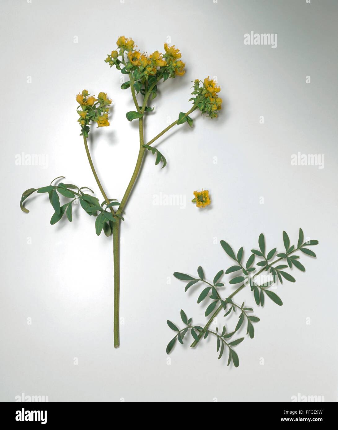 Ruta chalepensis (gesäumte Rue), gelbe Blumen und grüne Blätter auf langen Stielen Stockfoto