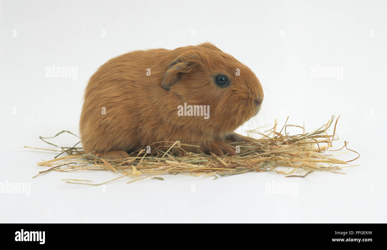Junge, Hellbraun Meerschweinchen sitzen auf Stroh, Seitenansicht Stockfoto