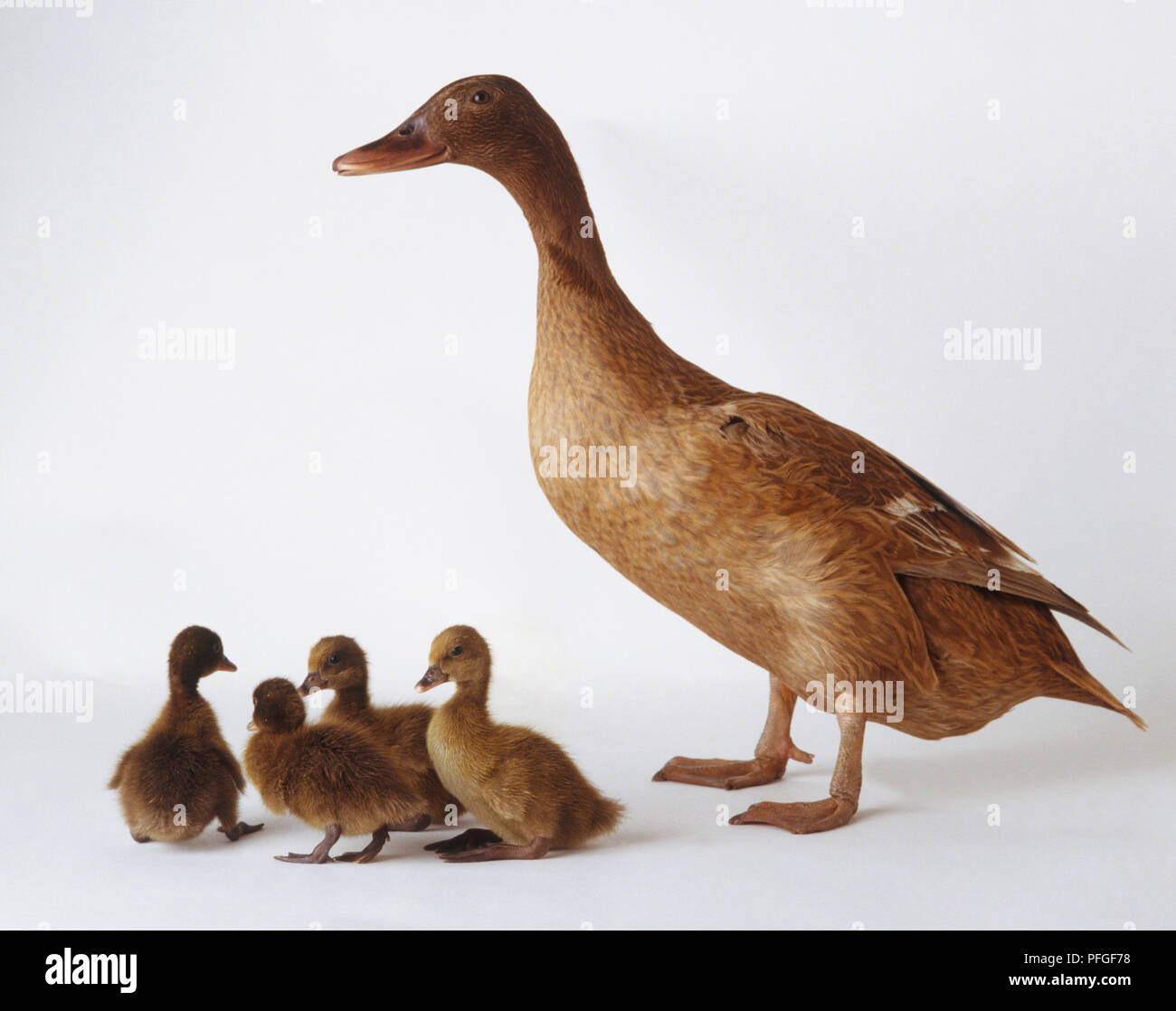 Eine braune Ente (Anatidae) mit vier Entenküken, Seitenansicht  Stockfotografie - Alamy