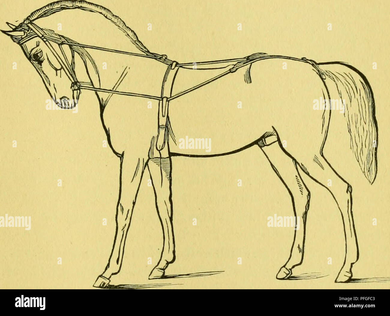 Dieser deutsche Text, *das Pferd*, ist ein umfassendes Buch über Pferde, in dem ihre Pflege, Anatomie und Trainingstechniken detailliert beschrieben werden. Es dient als informativer Leitfaden für Pferdebesitzer und -Enthusiasten und behandelt verschiedene Aspekte der Pferdehaltung. Stockfoto