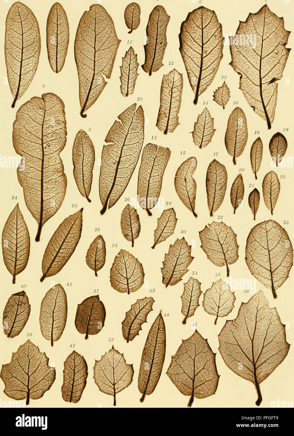 . Denkschriften der Kaiserlichen Akademie, Christian, Mathematisch-Naturwissenschaftliche Classe. C. V. Ettingsliausou und F. Krasaii: Atavistische Formen einer lebenden Pflanzen. 1 2 3 4 5 Taf. Xi. Naturselbstdruck. Aus der k. k. Hof- und Staalsdruckerei. 1-19 Quercusi" Irena kt. 20 - 23 f. vaccinifolia A. Giny. 24-2 S F. cfirysolepis Liehm. 29 - 31 f. punr/ens Li&amp; Hm. 32 f. 6er-bc-ridifolia Liebm. 33 - 39 f. agrifolia N 6e. 40 - 42 f. grlsea Liebm. 43, 44 f. hastata Licbm. Denkschriften d. k. Akad. d. W. Math.-naturw. Classe. LVI. Bd. 1, Bl. I. Abth.. Bitte beachten Sie, dass diese Bilder extrahiert werden fro Stockfoto