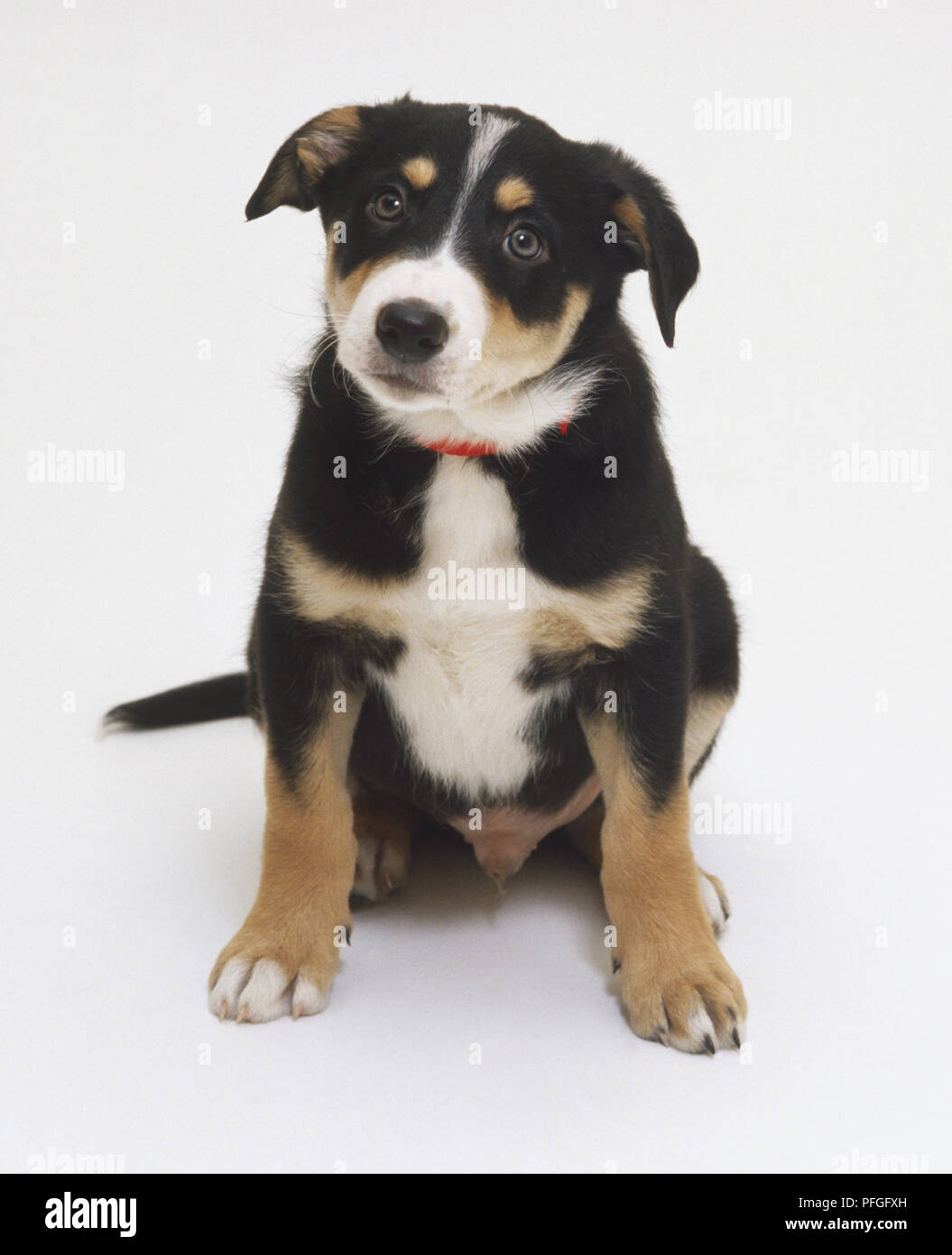 Braun, Schwarz und weißen Hund (Canis familiaris), Sitzen, nach vorne Stockfoto