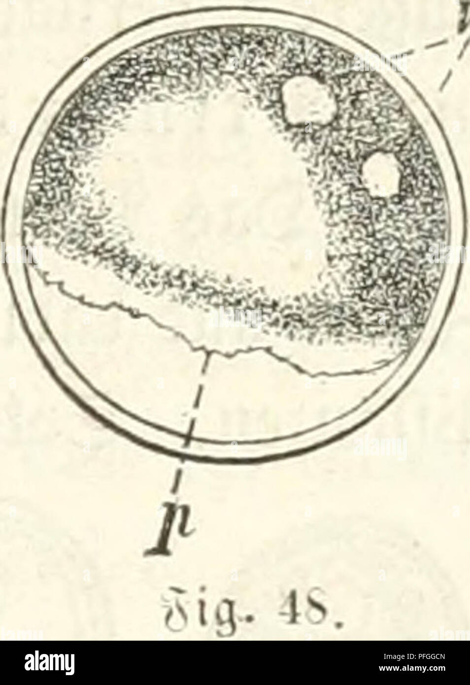 Diese Arbeit über Mikroskopie mit dem Titel „das Mikroskop“ beschäftigt sich mit der lehrreichen und unterhaltsamen Verwendung des Mikroskops. Es stellt das Gerät einem breiten Publikum vor und bietet praktische Anwendungen sowohl für das Lernen als auch für die Forschung. Der Text erläutert die Vorteile der Mikroskopie für das Verständnis der Natur und der wissenschaftlichen Phänomene. Stockfoto