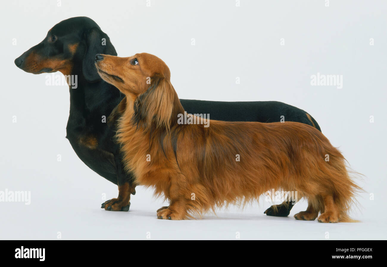 Zwei Dackel Hunde (Canis familiaris), kurze dunkle Haare Fell und langen roten Haaren Mantel, Seitenansicht. Stockfoto