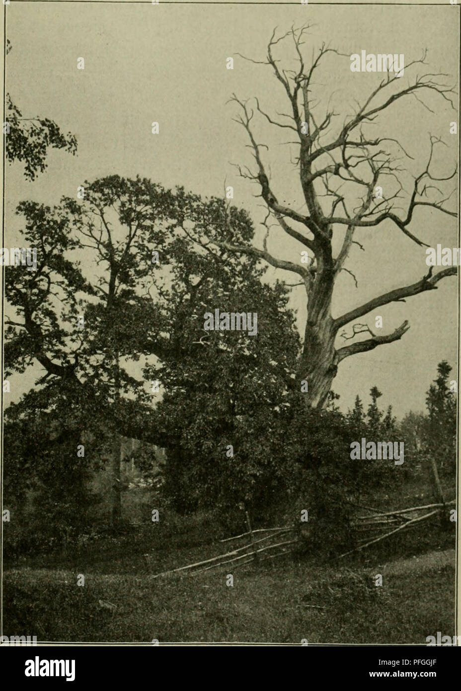 Das Leben Der Pflanze Pflanzen Pflanzen Pflanzen Geobotanik Ainbud E Unb S A Tanie 249 Ta Finb Eg Te S3 Eg Erfru F Tter Cupuliferae Bereit 23 Lutenbau Fie Fc Orf