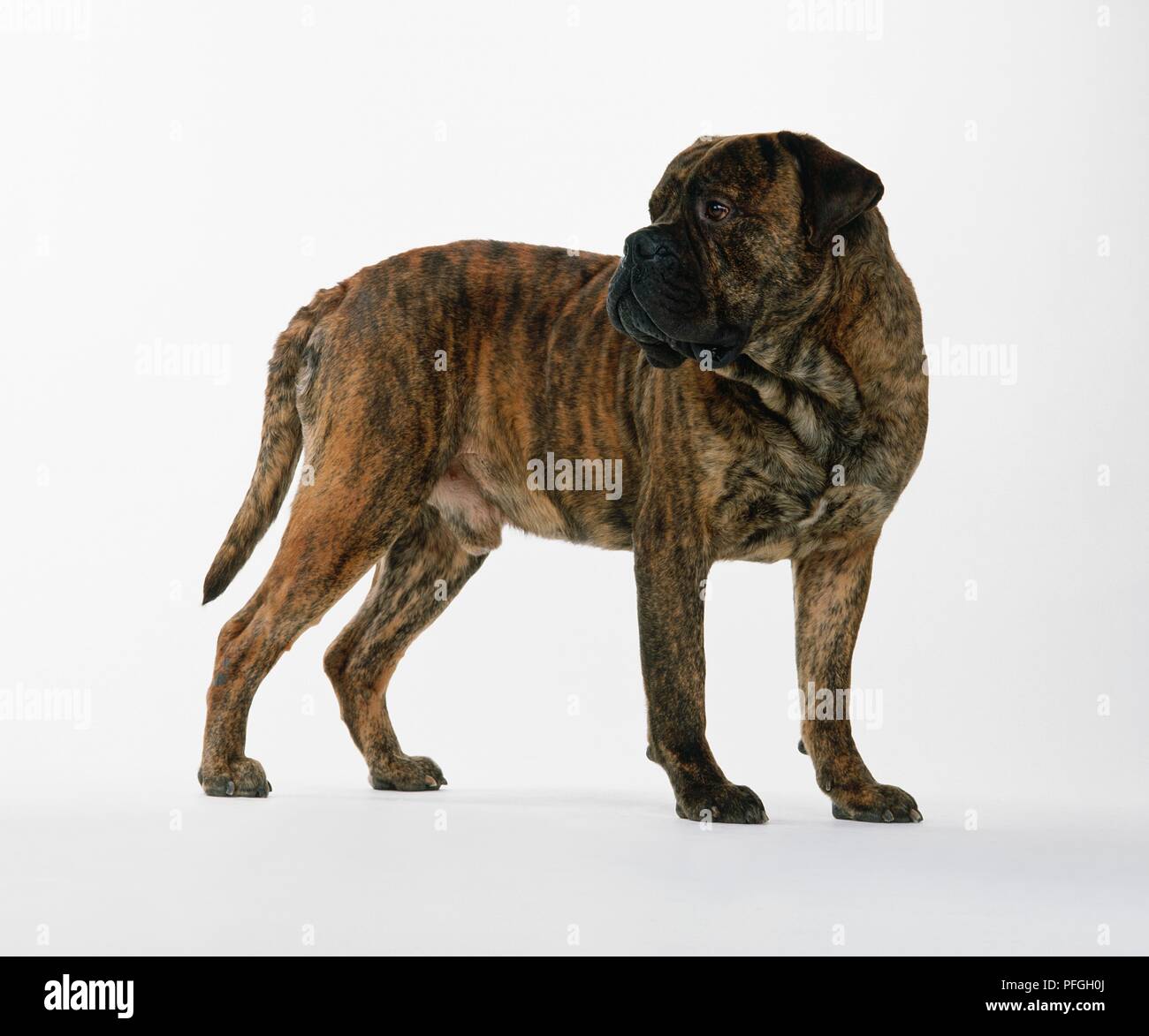 Einen gestromten Bullmastiff, stehend, über die Schulter schauen Stockfoto