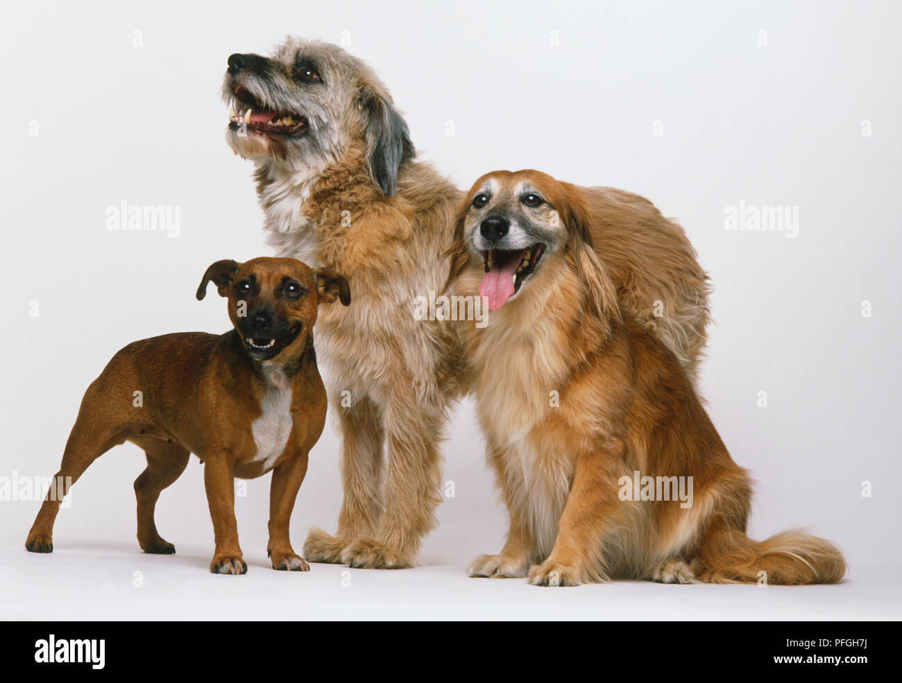 Gruppe von drei Mongrels (Canis familiaris), shaggy - behaarter Hund stehend, glatte langhaarigen Hund sitzen und kleine kurze Haare Hund stehen. Stockfoto