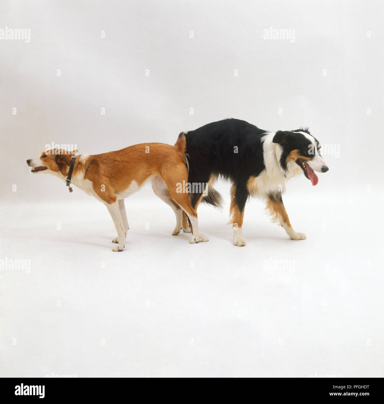 Hunde reibt Hintern Stockfotografie - Alamy
