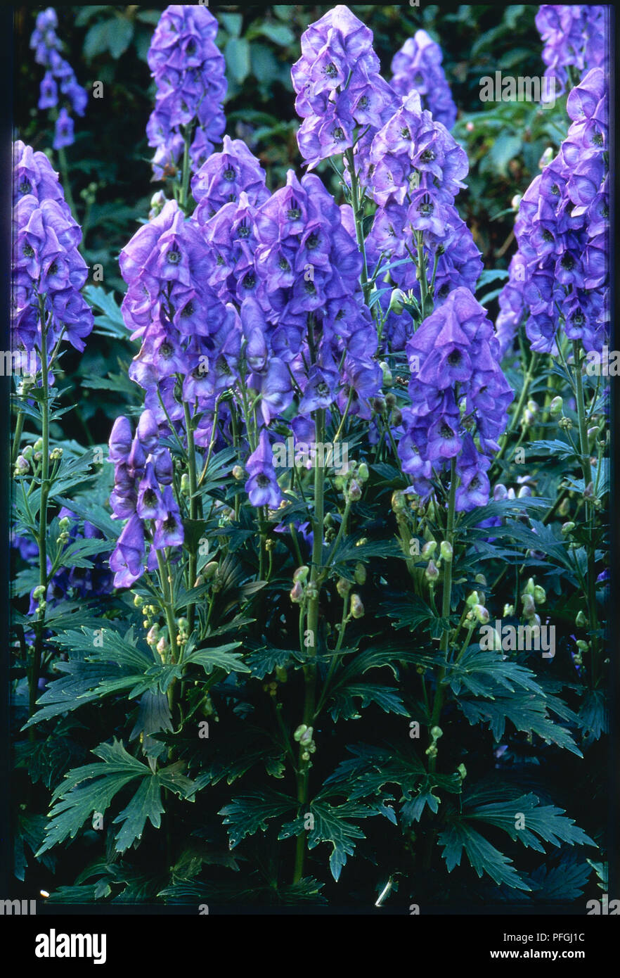 Aufrechte blühende Staude mit hohen blütenköpfe oder Spitzen blau-violette, mit Kapuze Blumen. Stockfoto