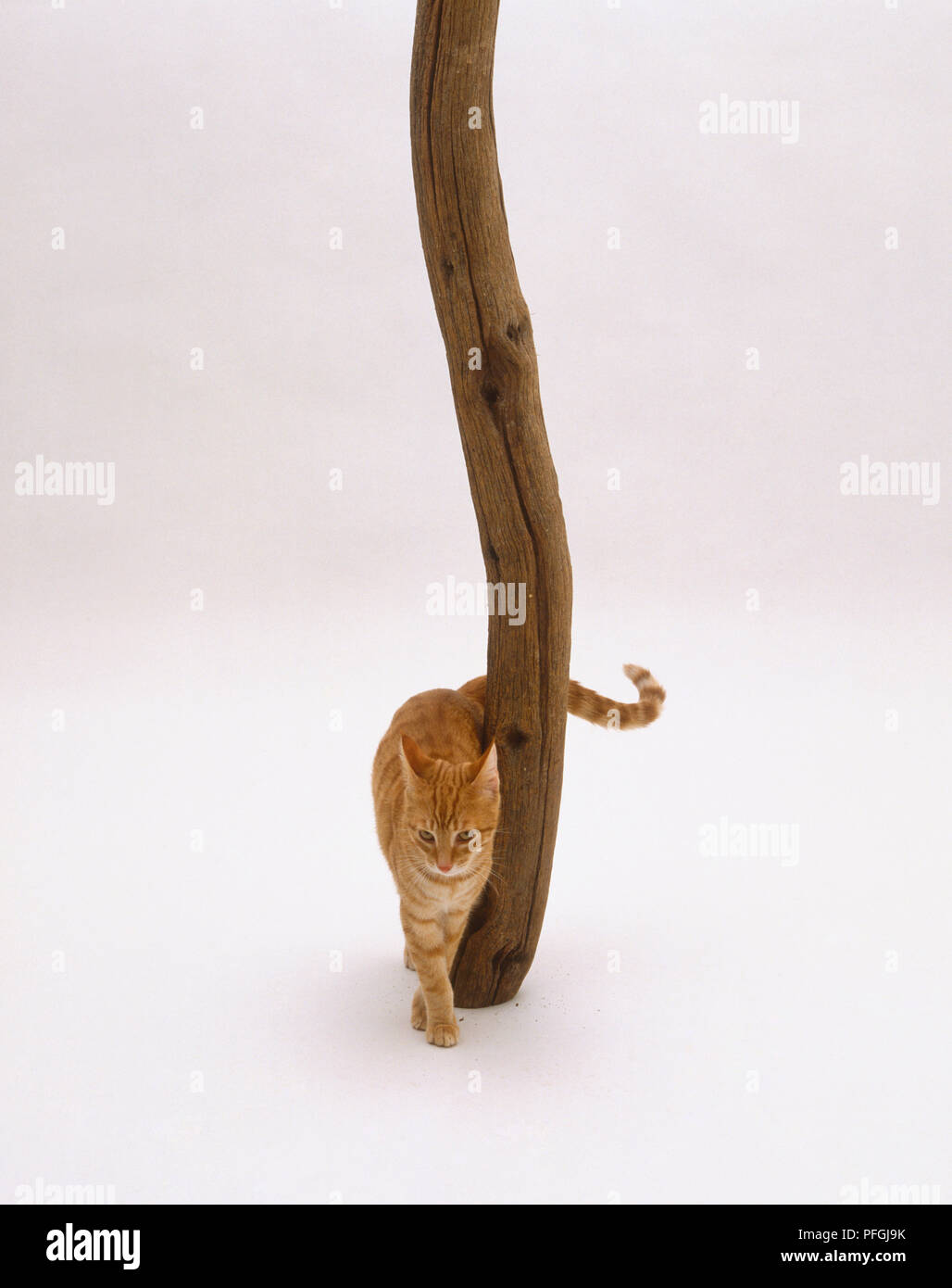 Ginger tabby Katze reibt am hölzernen Pfosten Stockfoto