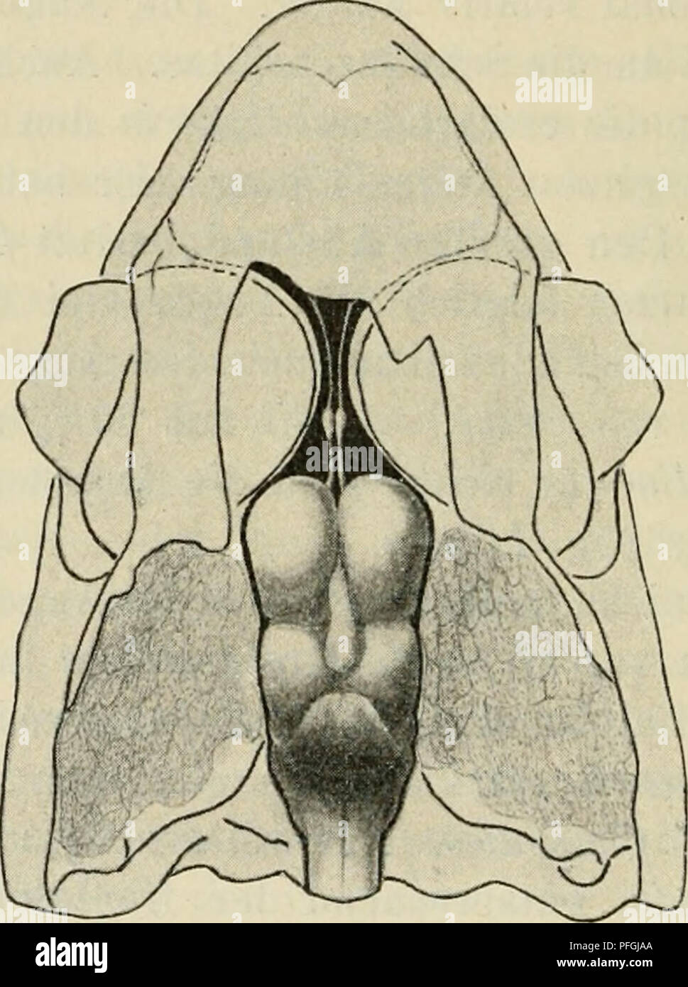 . Das Gehirn von Hatteria punctata. Hatteria; Gehirn. 148 Julia Gisi, vom Vorderhirn, dicht hinter den Augen (s. Abb. V). Die sehr großen Allgen Sindh medial nur durch ein dünnes Septum getrennt. Der Befund einer Chamaeleo stimmt nicht mit den bisherigen Angaben der im BKONN chen Handbuch (s. 718), sterben in Stannius (8) zurückgehen, überein. Dort heißt es: "Abweichend von denen aller übrigen Unter-suchten Saurier zeigen sich die Geruchsnerven [Tractus olfactorius], insofern nicht nur diskrete Tubera Beispiele mangeln, sondern auch die Bildung eines hohlen Riechkolben ausbleibt." - "Der lateralste Teil Stockfoto