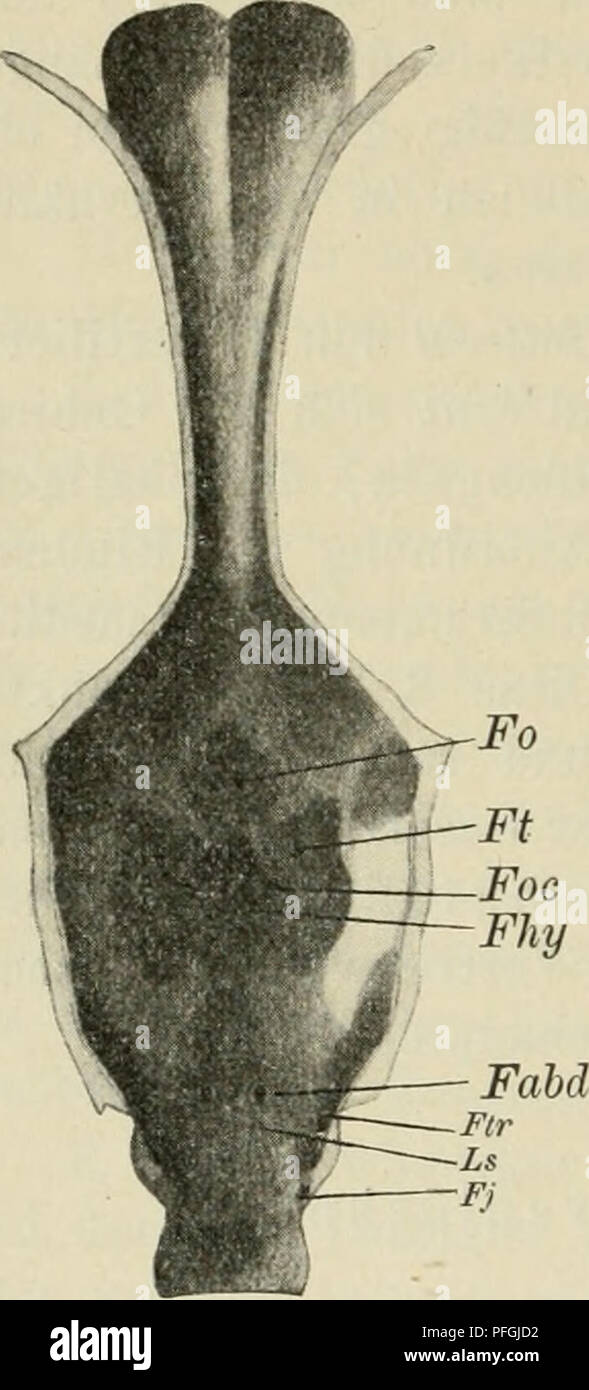 . Das Gehirn von Hatteria punctata. Hatteria; Gehirn. 20 Julia Gisi. Der Hauptteil der Cranialhölile bildet, von oben gesehen, ein Fünfeck mit frontaler Spitze und verlängerter sagittaler Hauptachse. Die Grundlage des Fünfecks wird durch den dorsalwärts gerichteten Wulst des SSasioccipitale gebildet. Der Caudale Eand dieses Knochens ist in Form einer querliegenden Walze aufgeblasen, deren dorso-ventraler Einspritzdruck bis zu 3 mm mißt. Die dorsale Knochenfläche Frontalwärts fällt steil ab. Sterben jetzt noch^/j,, mm dicke Knochen-platte biegt ebenfalls ventralen ab. sodaß eine bedeutende Konkavität. Abb. Stockfoto