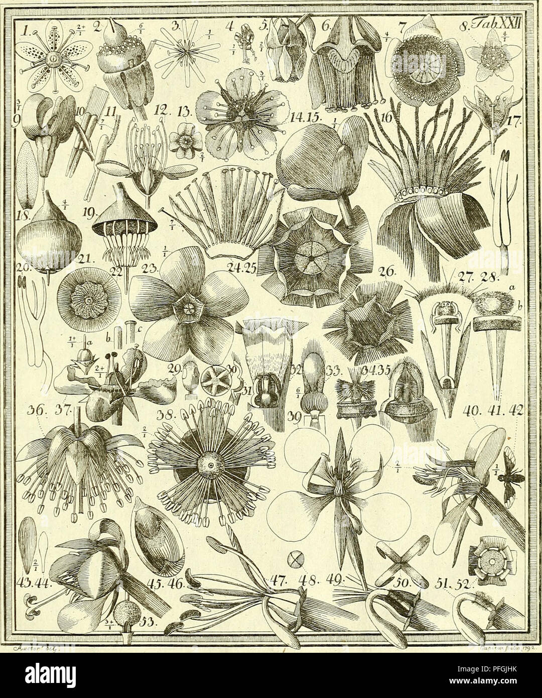 . Das entdeckte Geheimniss der Natur im Bau und in der Befruchtung der Blumen. Botanik; Blumen; Düngung von Pflanzen. . Bitte beachten Sie, dass diese Bilder sind von der gescannten Seite Bilder, die digital für die Lesbarkeit verbessert haben mögen - Färbung und Aussehen dieser Abbildungen können nicht perfekt dem Original ähneln. extrahiert. Sprengel, Christian Konrad, 1750-1816; Capieux, Johann Stephan, 1748-1813, Stecher; Jäck, C. (Carl), Stecher; Arndt, Wilhelm, 1750-1813, Stecher; Wohlgemuth, A., Stecher; Lehmann, C.A., fl. 1803, ehemaliger Eigentümer. DSI; Burndy Library, Spender. DSI. Berlin Stockfoto