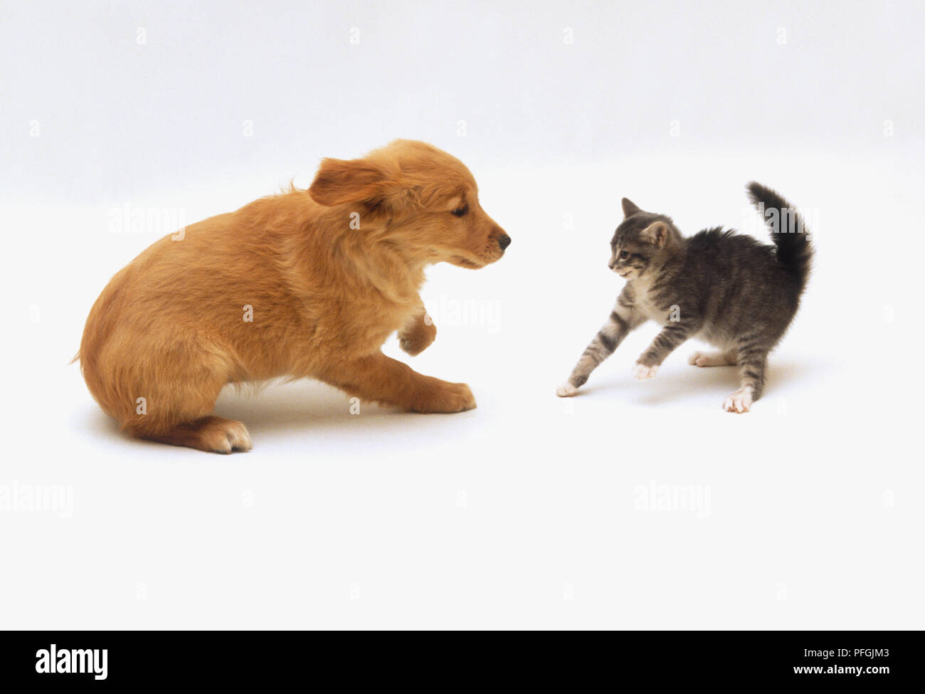 Tabby kitten Anzeigen defensiven Haltung in Richtung Labrador Welpe Stockfoto