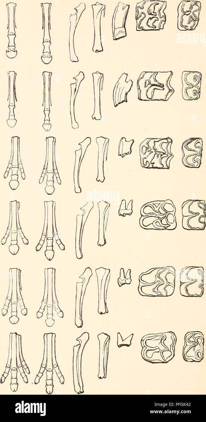 . Darwinismus; eine Ausstellung der Theorie der natürlichen Selektion, mit einigen Ihrer Anwendungen. Natürliche Selektion; Evolution. 388 DARWINISMUS CHAP. Fore-Fuß. Die jüngsten. Equus. Pliozän. Pliohippus. Protohippus MIOZÄN. (Miohippns Anchitherium). Jlesoliippus. Hiiifl - Fuß. Fore-arm. Bein. Oberen Molaren. Unteren Molaren. Eozän. Orohippus. Abb. 33.- geologische Uevelopuieiit der burse Stamm (Eobippus da entdeckt). Bitte beachten Sie, dass diese Bilder extrahiert werden aus der gescannten Seite Bilder, die digital haben für die Lesbarkeit verbessert - Färbung und Aussehen dieser Abbildungen können nicht perfe Stockfoto