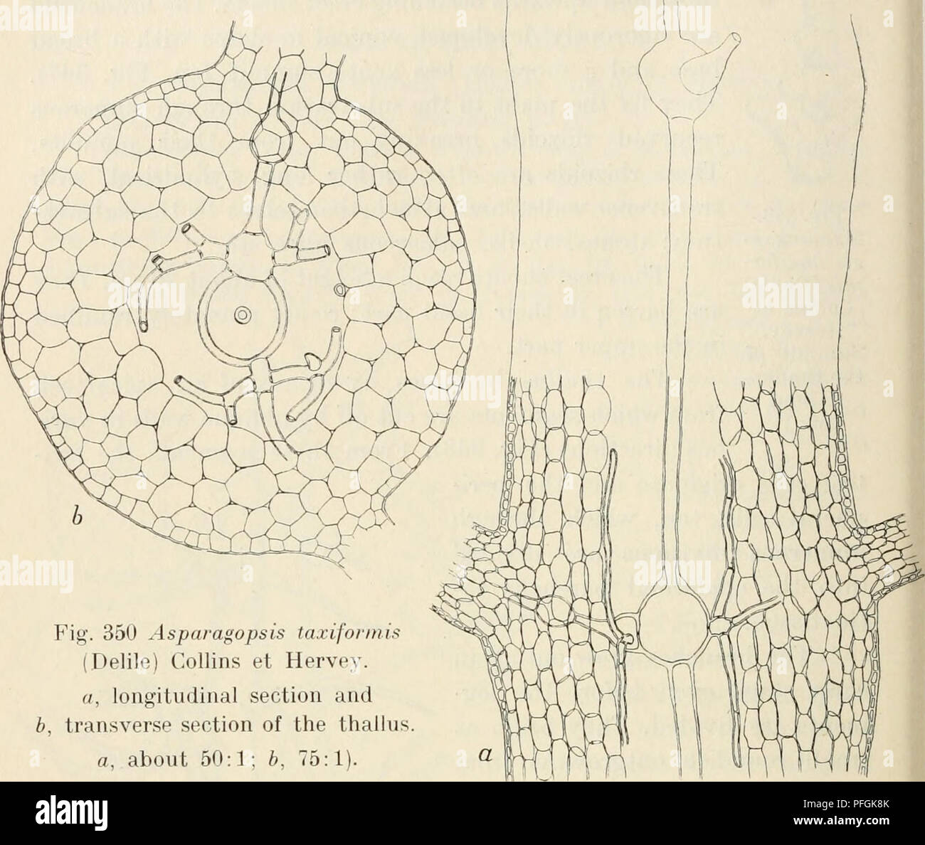 . Dansk botanisk arkiv. Pflanzen, Pflanzen-- Dänemark. 354 Dansk Botanisk Arkiv, Bil. 3. Nr.1.. Abb. 350 Asparagopsis taxiformi. (Delile) Collins et Hervey. ", Längsschnitt und b, Querschnitt der thalius ein, etwa 50:1; b, 75:1 Diese Form der Verzweigung erfolgt mehrmals, die Zweige der einzelnen höherer Ordnung immer nur kürzer und weniger kräftig entwickelt. Abb. 349 Eine Darstellung der Verzweigung gibt. Ein Teil der Branche - ein etwas höherer Ordnung ist hier Abb. - gemessen in der Die kräftige Zweige von jedem Paar nur verzweigt sind, während die anderen unb Stockfoto