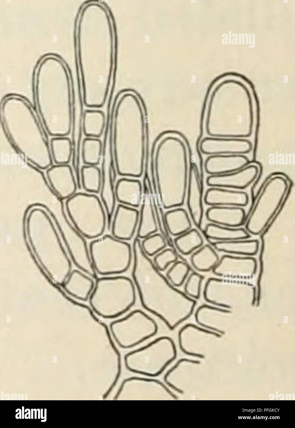 . Dansk botanisk arkiv. Pflanzen, Pflanzen-- Dänemark. in seiner bevorzugten wachsenden Orte: dunkle Schluchten usw. Es mit tetraspores und cystocarps im Monat Januar gefunden wurde. St. Croix: Der Hafen ot Christiansted und die Lagune in der gleichen Stadt; Salt River Lagune. St. Tomas: St. Nordsidebugt. St. Jan: Cruz Bay. Geogr. Distrib.: Weit in allen wärmeren Meere verteilt. Subfam. 7. LophothalieÃ ¦. Lophocladia Schmitz. 1. Lophocladia trichoclados (Mert., C. Ag.) Schmitz. Fr. Schmitz, Sterben Gattung Lophothalia (Ber. d. english, bot. Ges., Bd. 1, Bl. XI, 1893, S. 222). Falken-Berg, S., Rhodomelaceen, S. 65 Stockfoto