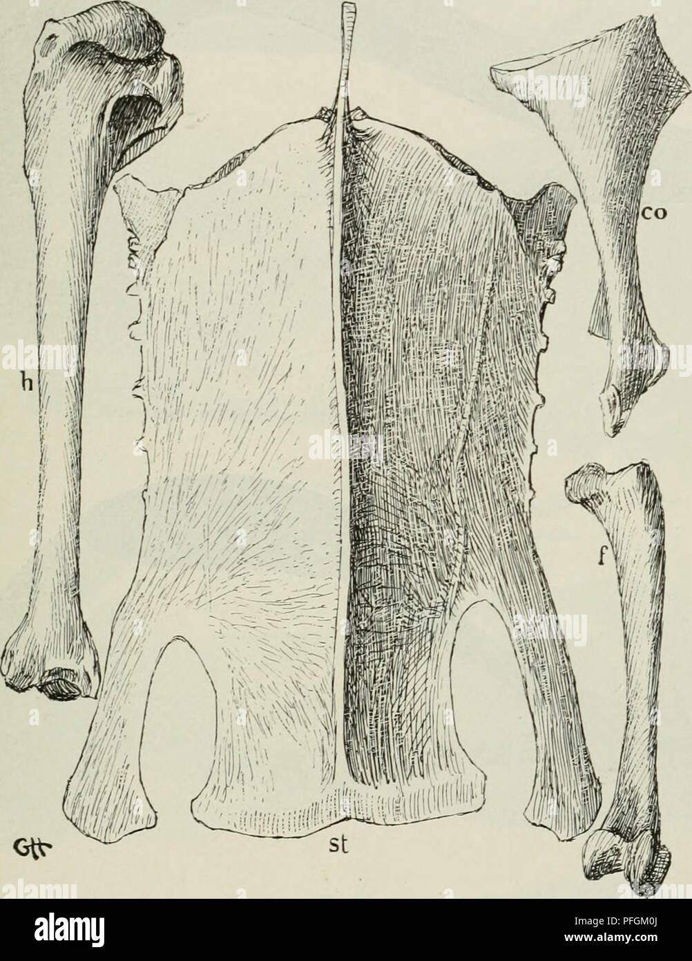 . Dansk ornithologisk forenings Tidsskrift". Vögel - Zeitschriften; Vögel - Dänemark Zeitschriften. 257 Ca. 23 Mdr. Gammel; dens Vinge maalte 254 mm, dens Vaegt var 1812 gr; dens Hoden vare smaa. Ich stor Udstraekning Forvingen brunsort, med. kun Faa hvidbrogede Fjer, de krumme Armsving - fjer hovedsagelig Sorte. Ich Svingfjerenes Laengde i Forhold til Halen har det Ikke. Abb. 13. Som. Moll. faeroeensis Br. r^"/4 191 - * - Nolsø, Faeraerne. (Samme Formindskelse som Abb. 12. Bogstaverne haben samme Betydning). vaeret muligt at se nogen Forskel mellem faerøiske, Norske og typiske Ederfugle-Brehm taler Jo o Stockfoto