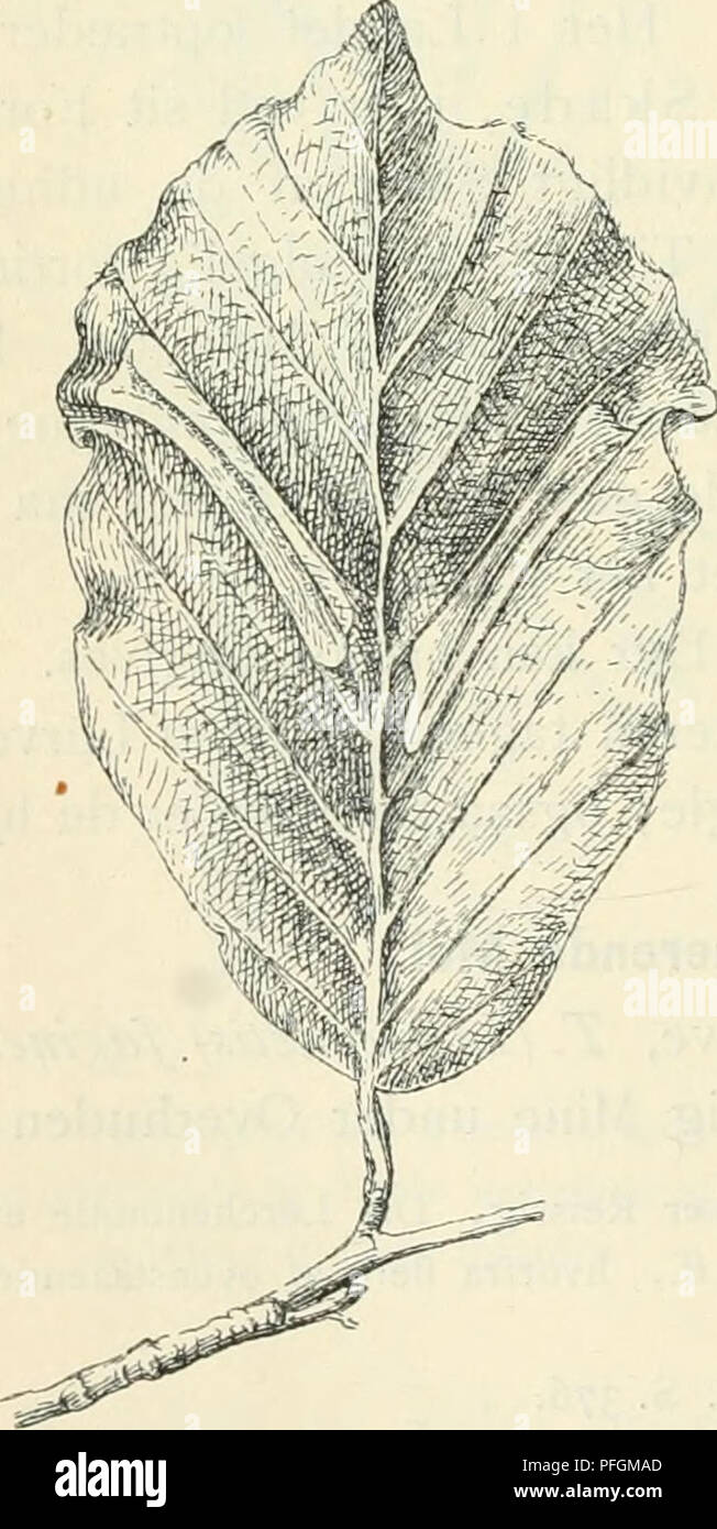. Dansk forstzoologi. Wald Tiere und Zoologie. Abb. 191. Tinca faginella. - 6 Gange Forst. paa Bøgebladene i vore Skove; Undersiden. Minen har stedse Sünde Plads i Mellemrummet mellem af de Store Sideribber, Som den Ofte für storste Delen udfylder; den løsnede Overhud skrumper saaledes noget sammen, bei man langs Midten af den bemaerker en Für - tykkelse (Abb. 192), den medens overliggende Del af Bladet, paa hvilket Bladkødet bloße eller mindre fuldstaendig äh bortgna-Vet, Ordner sig opefter. Inde ich Minen finder Mann Larven og de grynede Exkrementer. - Disse Miner ses saerdeles almindelig h} 'ppig e Stockfoto