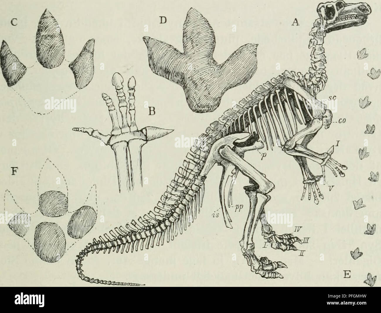 . Dansk ornithologisk forenings Tidsskrift". Vögel - Zeitschriften; Vögel - Dänemark Zeitschriften. 9 begravet Ihr knogler, det ene über det Siehe, Som efter de øv - rige Fossilier Kunde ses an den tilhøre aeldste, tidligste Kridltid. Det mest overraskende var maaske, bei de mellemliggende Sand - stenslag Viste tydelige Havaflejringer (Blaeksprutter, Haj) og Deri-. Bild'. 54. Ein skelet og B Haand af Dolkfinger (Igiianodon Beriiissartcnsis), se Skulderblad (schulterblatt), co (Ravnenaebsben coracoideum), 1 første, V femte Finger, p Baereknogle (PUBIS), pp denne Knogles Forlaengelse bagud (postpiibisj, ist Saedeben ( Stockfoto