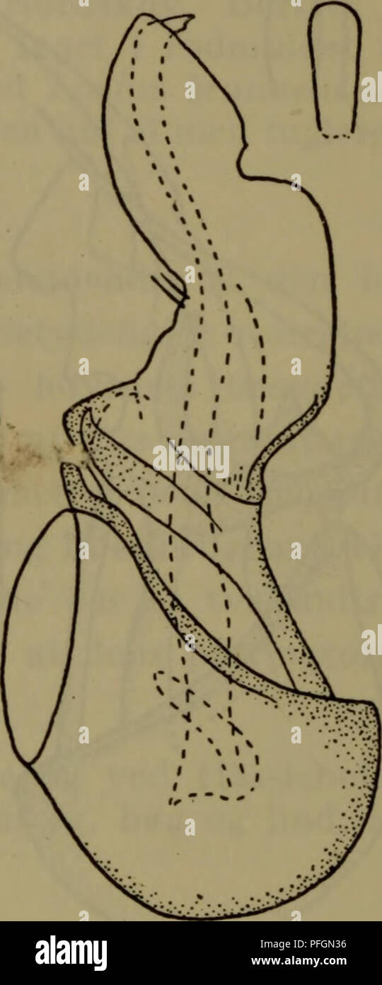 . Danmarks Fauna; illustrerede haandbøger über den Danske dyreverden... lOOjt. 135. ambiguus 136. Pusillus Abb. 135-136. Bibloplectus^. Parringsorganet set Fra siden og (øverst) Operculum (efter Besuchet). Arterne Hebel ich Mos og isaer planterester på fugtig Bund eller ich Kompost og kan undertiden aftenketses ich Maj - Dezember. Med hensyn til Nomenklaturen følges ihr Claude - suchet, Oversigt über arternes hanner. 1. Mindre, 0,95-1,1 mm. Kroppen, lysere brunlig. . 2. Større, 1,1-1,3 mm. Kroppen, mørkere, som Regel sortieren Eller brunsort3.. Bitte beachten Sie, dass diese Bilder aus gescannten Seite extrahiert werden i Stockfoto