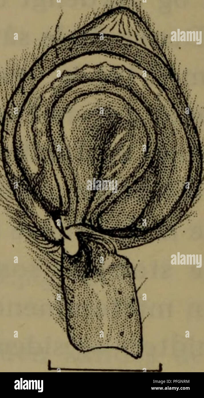 . Danmarks Fauna; illustrerede haandbøger über den Danske dyreverden... Q 25 mm. Abb. 10. Philodromus dispar $: Epigynet.. 0,5Mm. Abb. 11. Philodromus dispar c^: Højre palpes ventralside. äh Brune. Epigynet (Abb. 10) er mørkebrunt, Lidt Län-gere Ende bredt og har en Lys, flad, hårklaedt køl, fortil er lidt udvidet og kløftet. c^: Kroppen C. 4,2 mm lang, Panzers C. 2,0 mm gezüchtet. Den er tegnet som?, Männer er så meget mørkere, det Lyse midterbånd Kun skimtes, medens øvrige carapaces Lyse partier traeder tydeligt frem. Er-Benene tydeligt laengere End hos werden?. Er Kloduskene kraftige, Männer den øvr Stockfoto