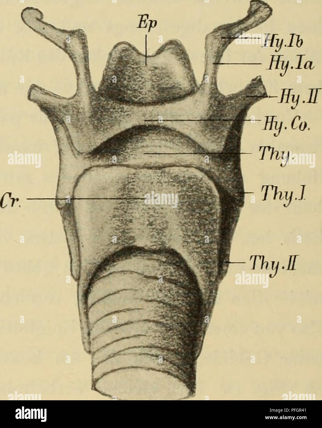 Diese anatomische Untersuchung des Zwergvarks (Orycteropus) erforscht seine Rachenstruktur. Die Bilder zeigen eine detaillierte Ansicht des Pharynx- und Kehlkopfskeletts, wobei verschiedene anatomische Merkmale wie Zunge, Epiglottis und Hyoidkomplex identifiziert werden. Diese Forschung trägt zu unserem Verständnis der Anatomie des Erdvarks und seines speziellen Fütterungsverhaltens bei. Stockfoto