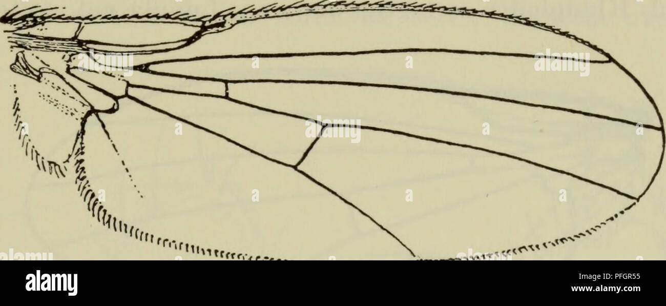 . Danmarks Fauna; illustrerede haandbøger über den Danske dyreverden... 43 Aug.-Okt., sich vorstellt, ich April - maj og August. Almindelig og udbredt, Kendt fra Jylland, Dän, Lolland og Bornholm.. Abb. 36. Vinge af Agromyza alnibetulae Hend. (Hendel). 5. A. ambigua gesunken (Abb. 21 og 37). Pande og Kinder traeder frem Foran øjnene. 2 ors + 2 Ori. 3. antenneled af samme Breite og laengde, aer Ich 6 raekker, ia-hår Tasche tvaerfuren raekker I5. - Hele dyret sortieren. Pande - stribe Matte, brystets overside og bagkrop glinsende. 2-3 V 4 mm. Larven Hebel, Ofte flere sammen, ich lange, hvidgrønne Flade - Bergmann på graesser so Stockfoto