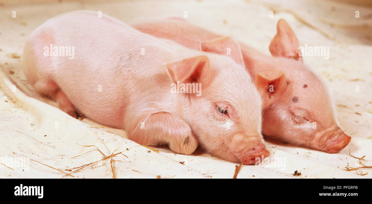 Seitliche Sicht auf zwei junge rosa Ferkel schlafen. Stockfoto