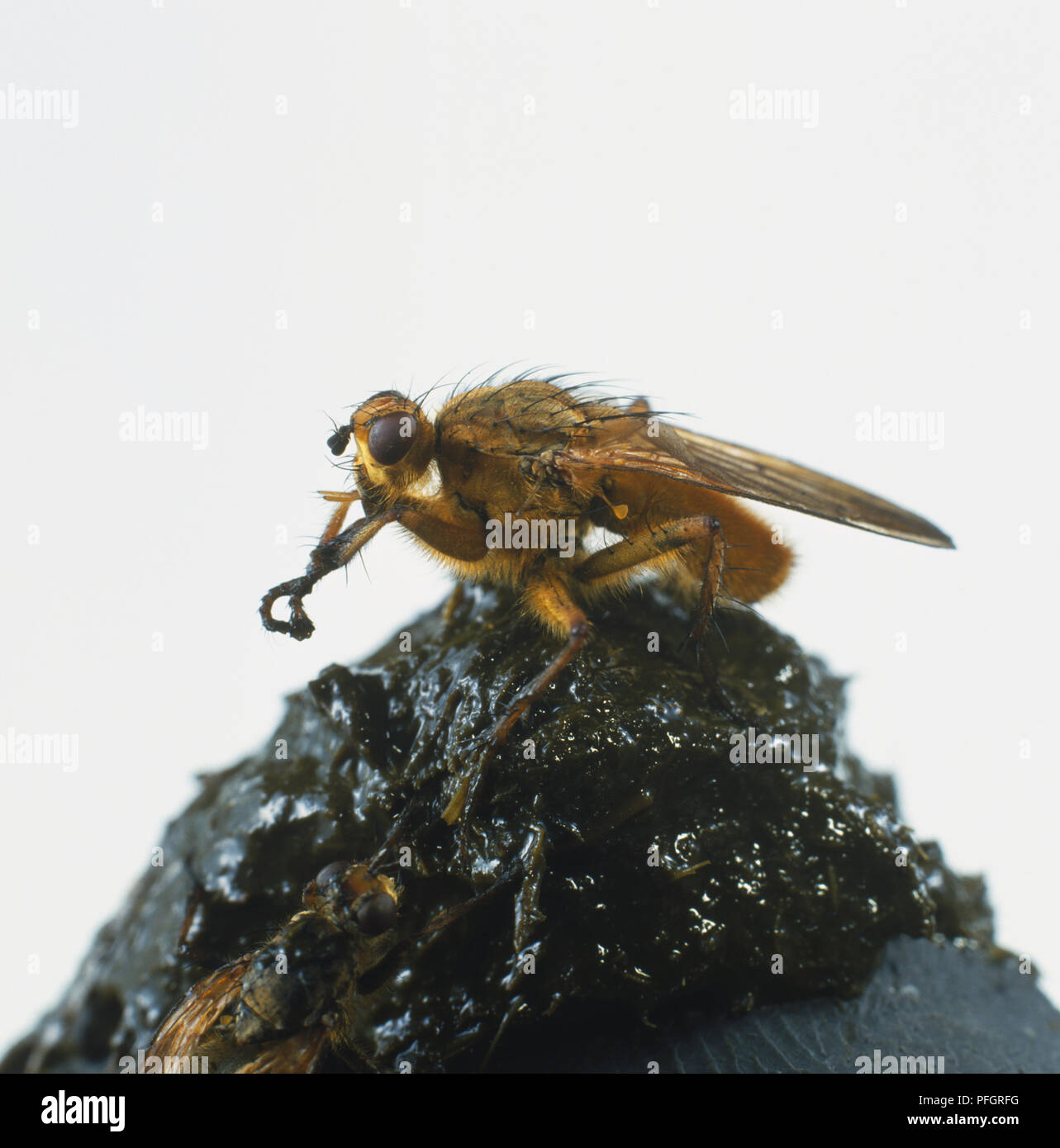 Gelb Mist Fliegen, Scathophaga stercoraria, verdauen Dünger. Stockfoto