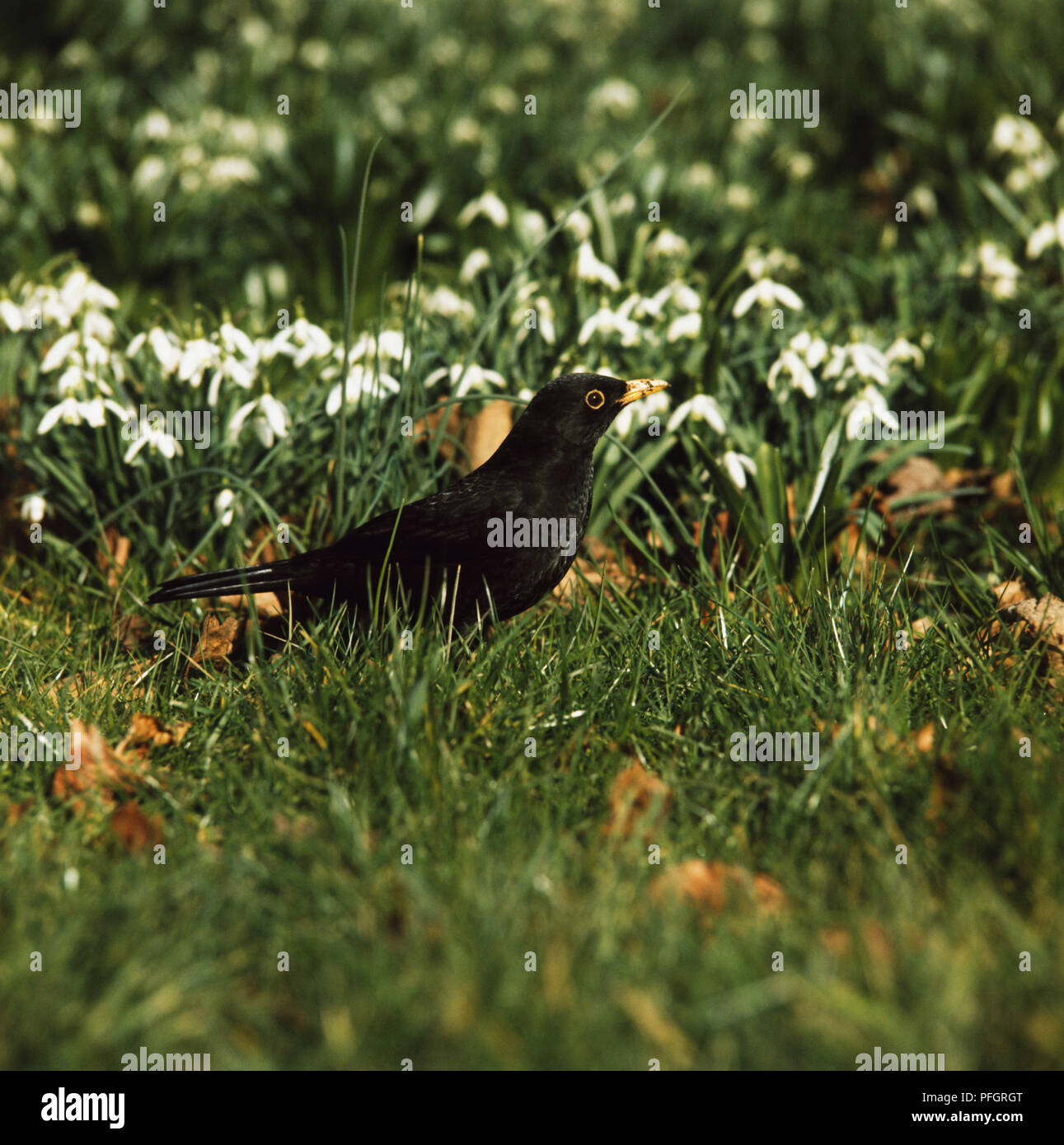 Black Raven stehen auf Gras. Stockfoto