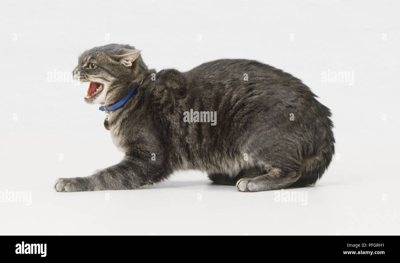 Tabby Katze (Felis catus) crouching mit Schwanz unter Körper gerollt, seine Ohren abgeflacht und die Zähne fletschte, Seitenansicht Stockfoto