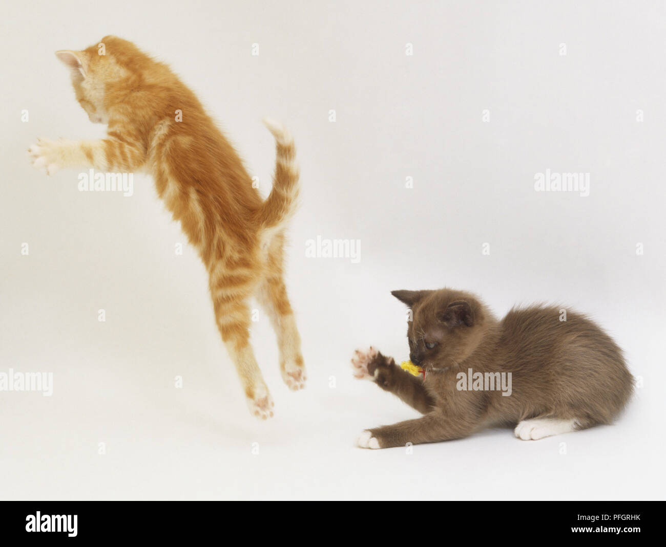 Zwei Jungtiere (Felis catus), ginger Tabby stürzen sich und Hockend braun Kätzchen die Steigerung seiner Klaue, Seitenansicht Stockfoto