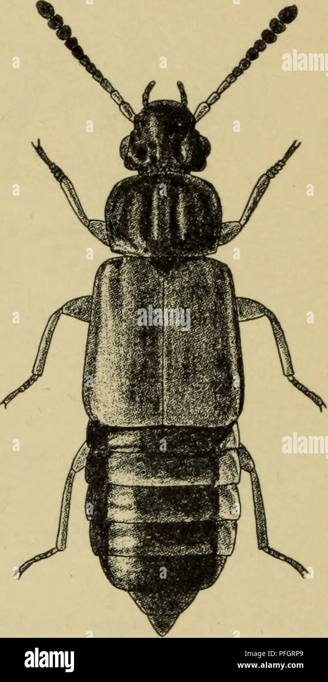 . Danmarks Fauna; illustrerede haandbøger über den Danske dyreverden... . Abb. 18. Brachypterus Proteinus $. x 25. Abb. 19. Omalium rivu-lare £. x 13. sidekant. Kun een Dansk, 3 - 3,5 mm lang Kunst (Abb. 28, S. 27) 11. Habrocérinae. Hovedet indsnøret bagtil staerkt. Vingedaekkernes rygflade ikke afsat Fra sidedaekkerne ved nogen sidekant. Kun een Dansk, 2,5 - 3 mm lang Kunst (Abb. 29, S. 28) 12. Trichophyinae. Alle fødder 4-leddede. 11 Følehornene leddede, med tydeligt afsat 2-leddet kølle, indleddede langt Foran øjet. Kun3 Danske, 1,5 - 2 mm lange Arter (Abb. 24, S. 25) 7. Euaesthétinae (s. 218). Fødder Stockfoto