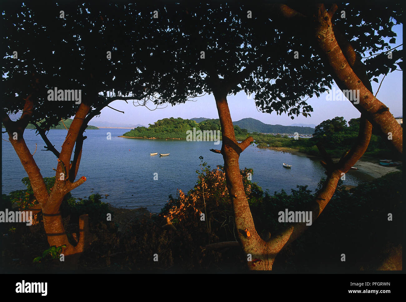 Hongkong, die New Territories, Regenpfeifer Cove, Gewässern und Off-shore-Insel dieser künstlichen Behälter durch Baumkronen gesehen Stockfoto