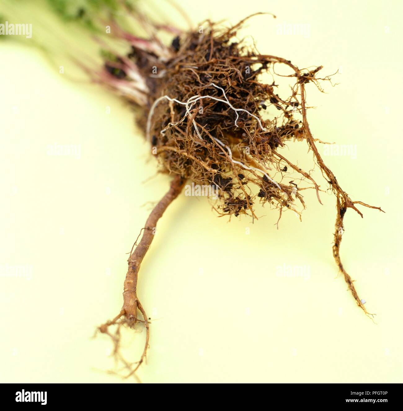 Meum athamanticum (Spignel), Wurzeln, close-up Stockfoto