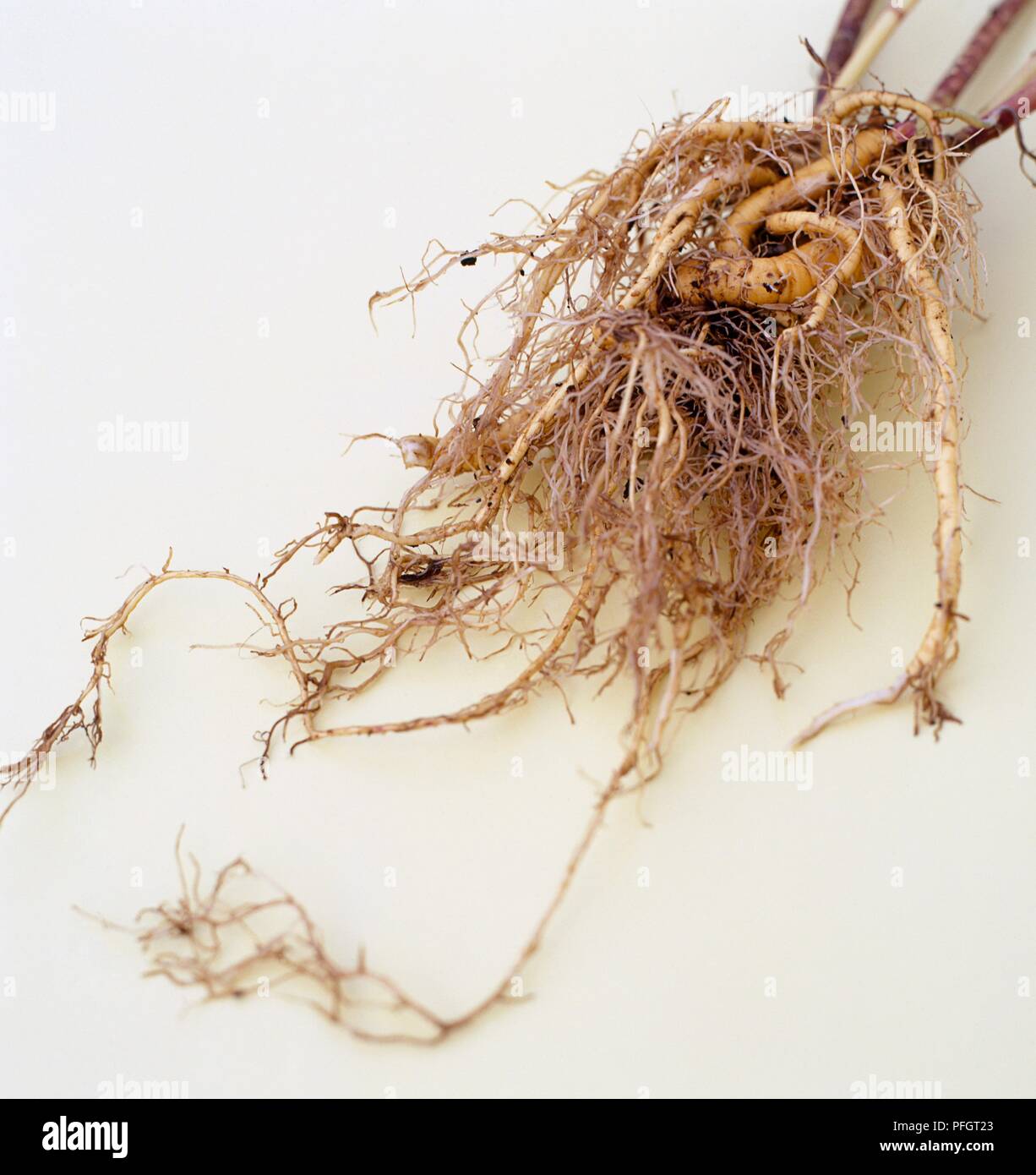 Malva sylvestris root -Fotos und -Bildmaterial in hoher Auflösung – Alamy