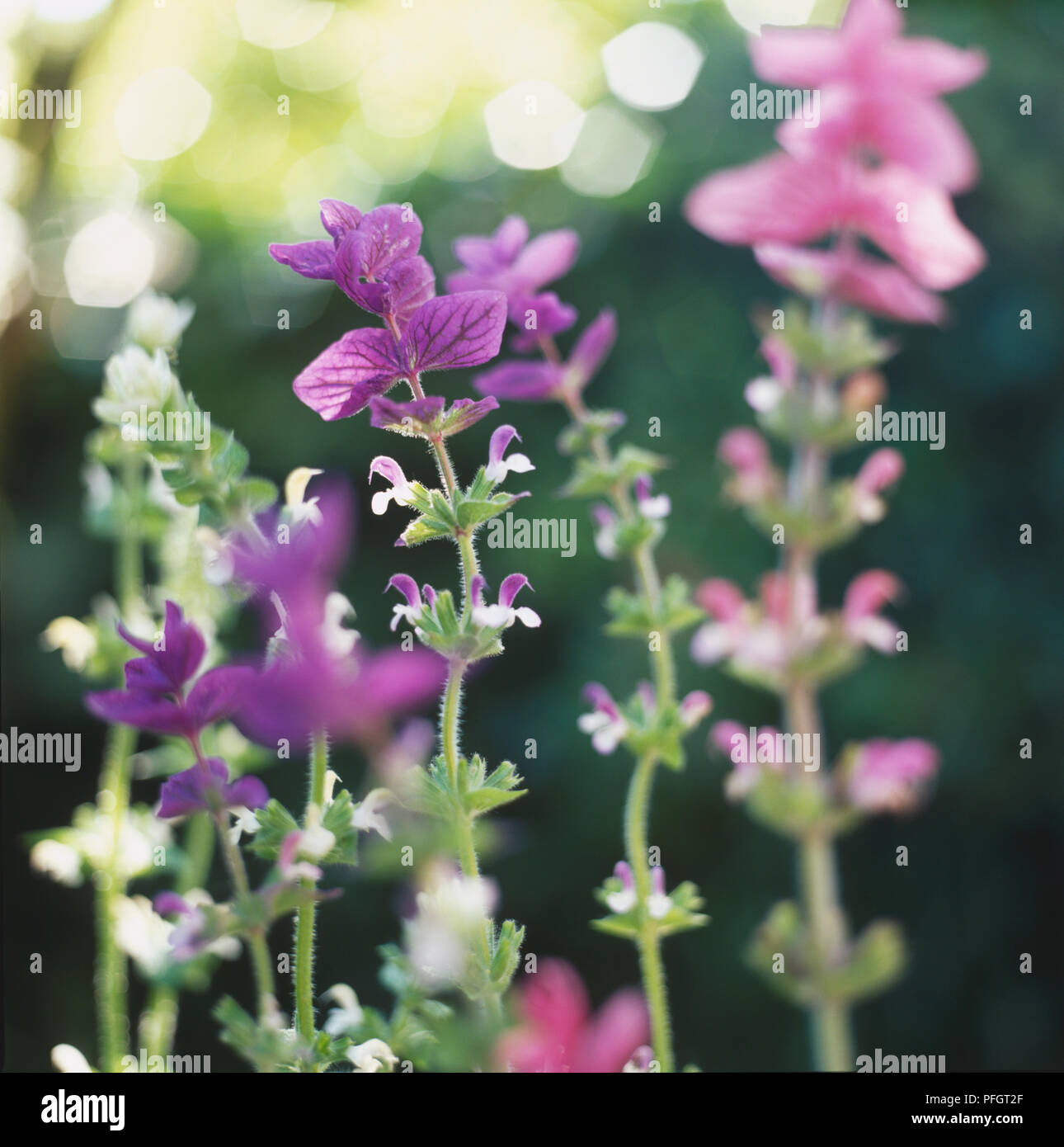 Malte Salbei, Red-Topped Salbei (Salvia viridis Syn. S. horminum), kleinen violetten und weißen Blüten, die von bunten Blütenblatt - wie Blatt Hüllblätter mit echter Grün, downy verlässt, in der Nähe dominiert - Bis Stockfoto